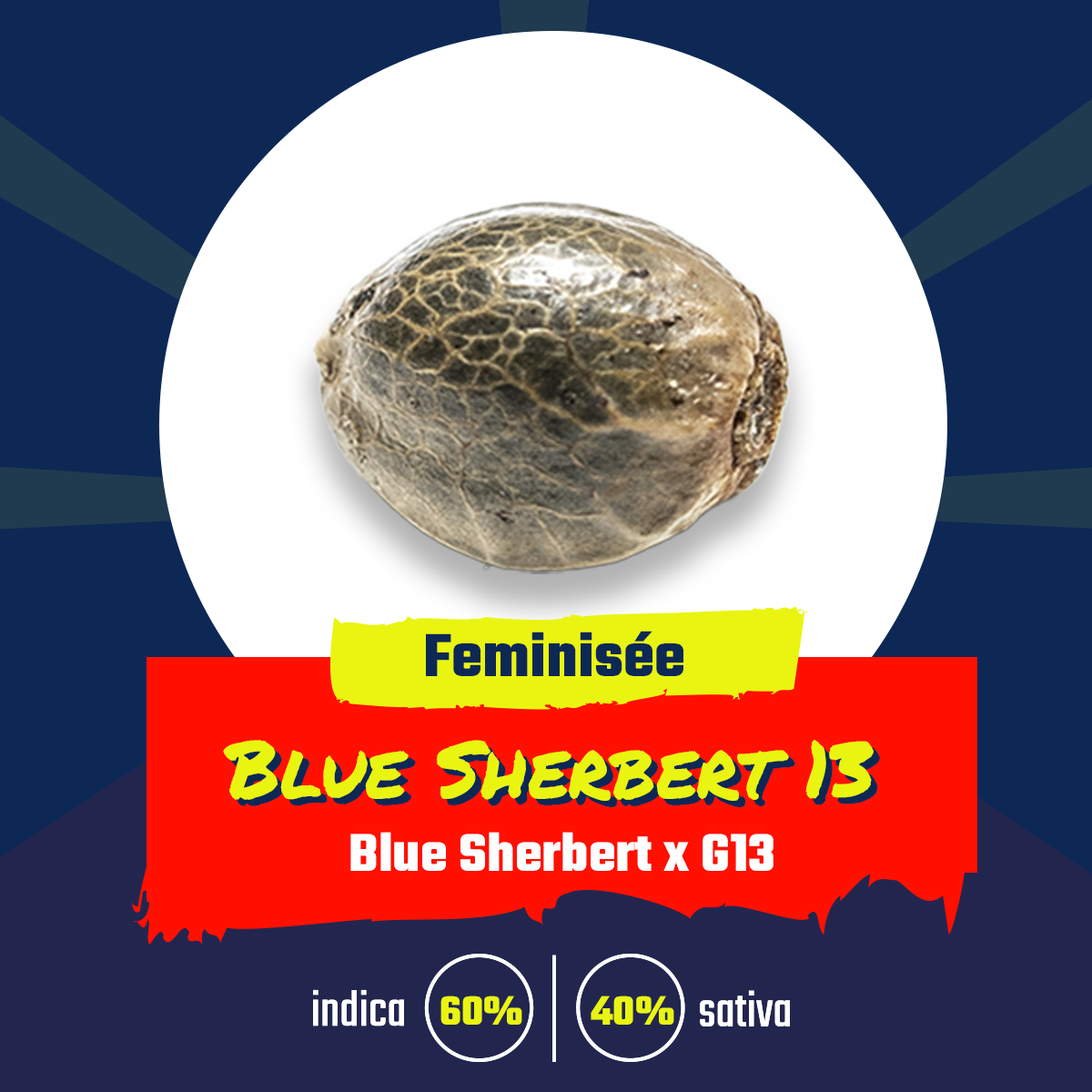 Blue Sherbert 13 (fem)