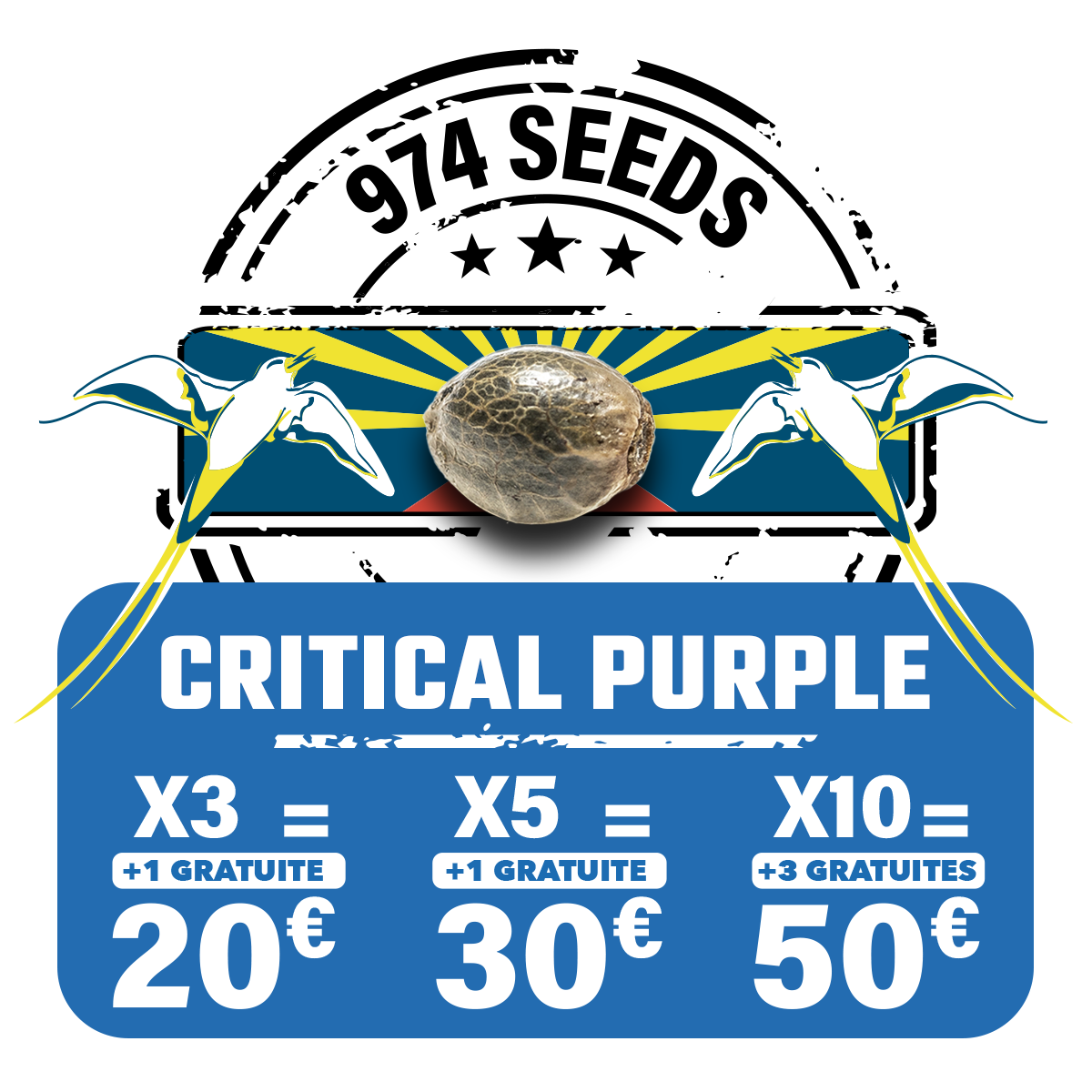 critical purple graines collection réunion 974