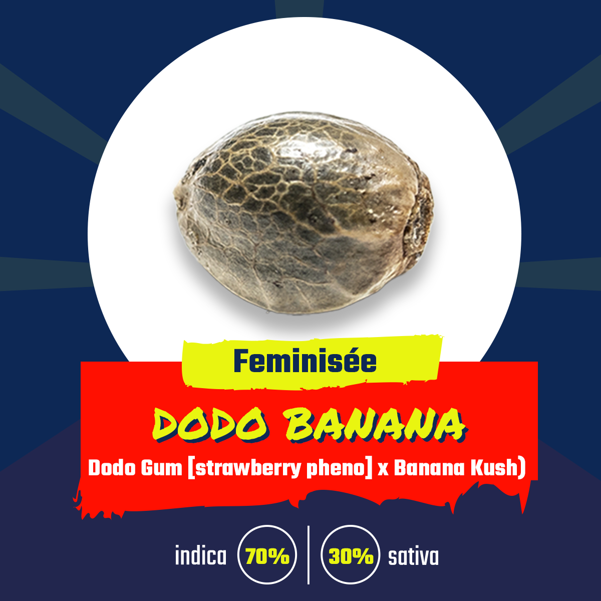 Dodo Banana (fem)