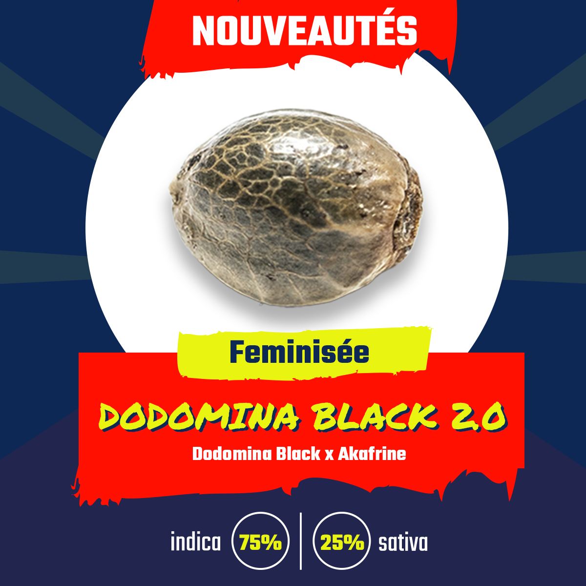 Dodomina Black 2.0 (fem)