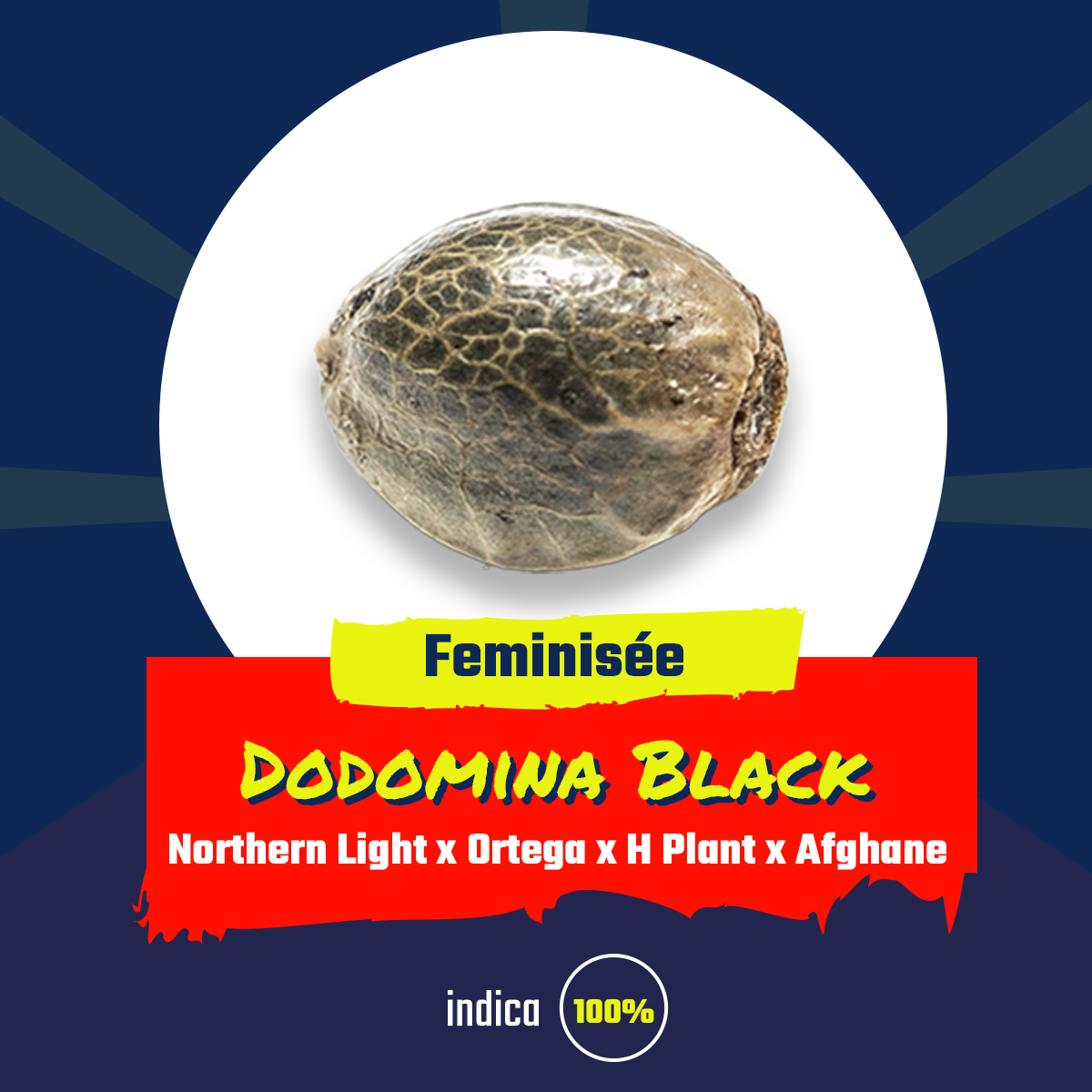 Dodomina black (fem)