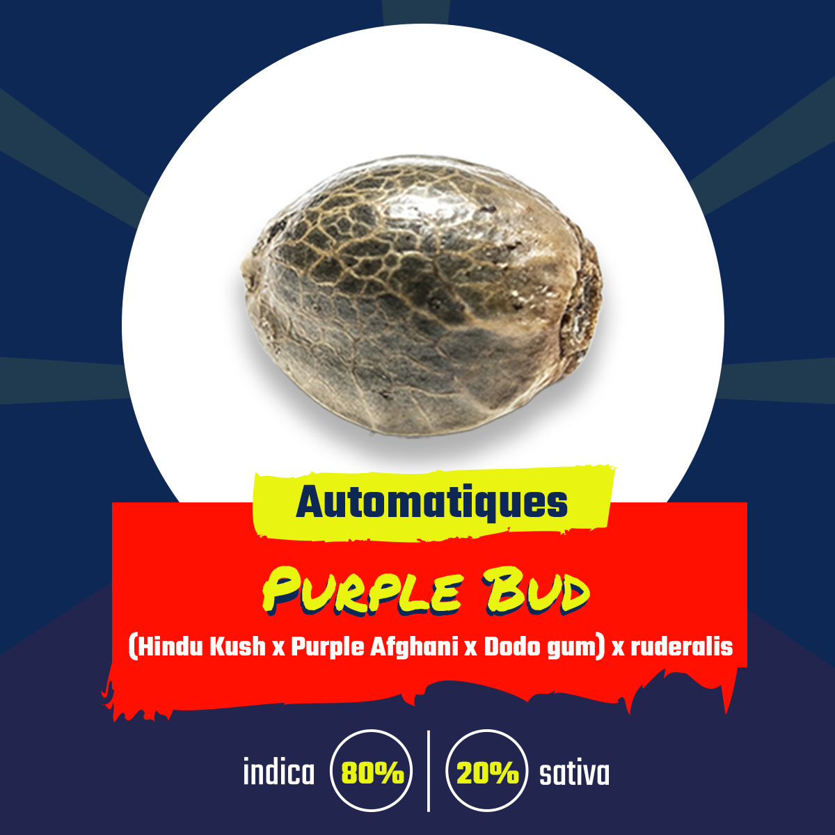 purple bud graines de collection réunion 974