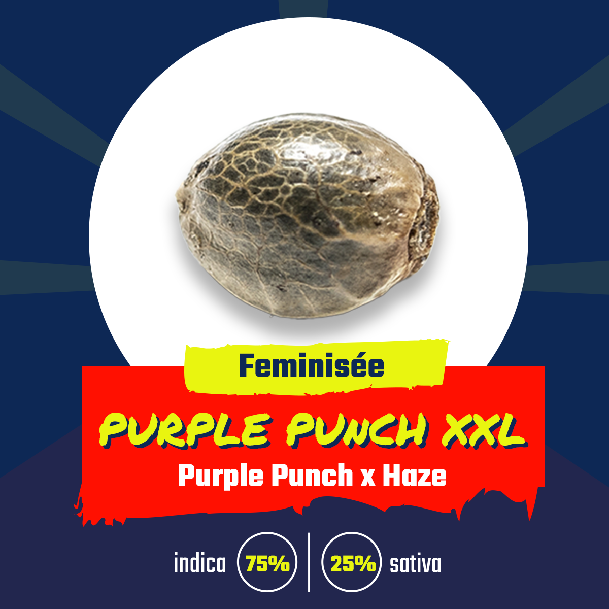Purple Punch xxl