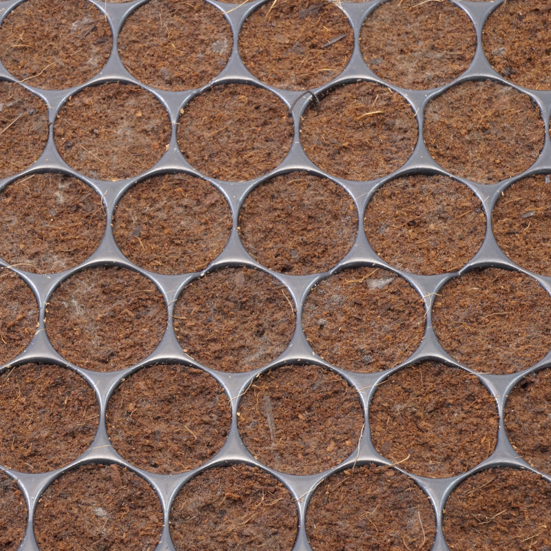 Klonmax – Plaque de 150 Cubes d'Enracinement
