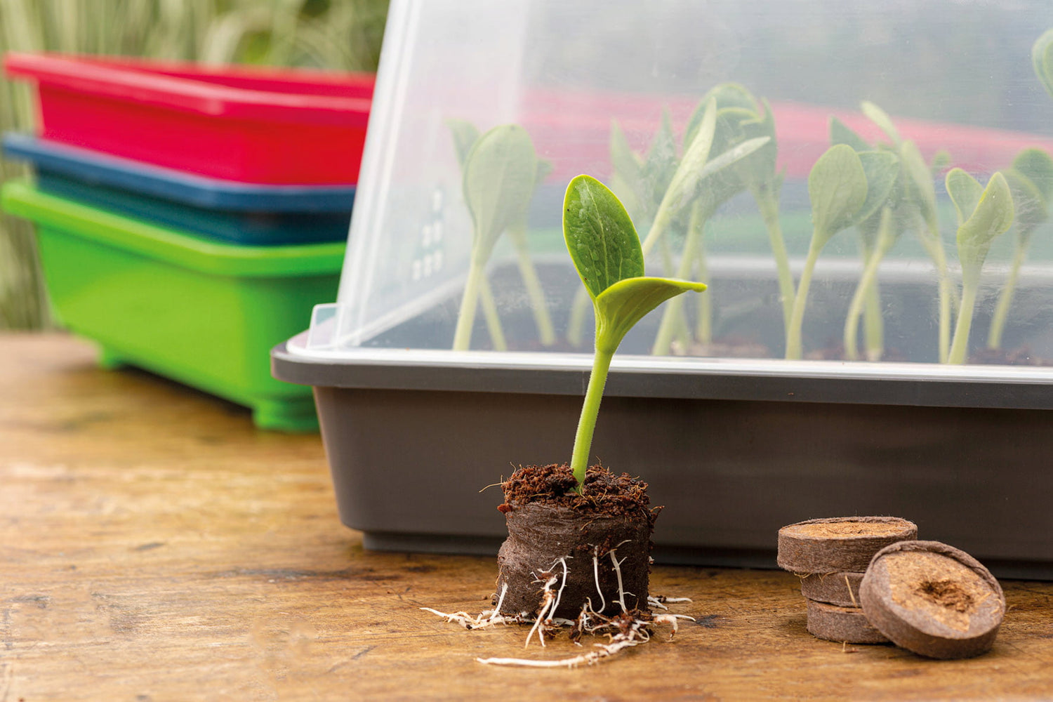 Germination et bouturage