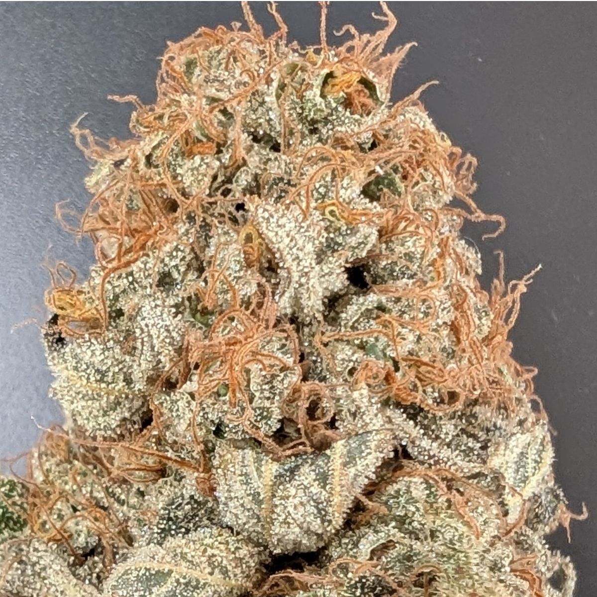 Fleur CBD Peï indoor