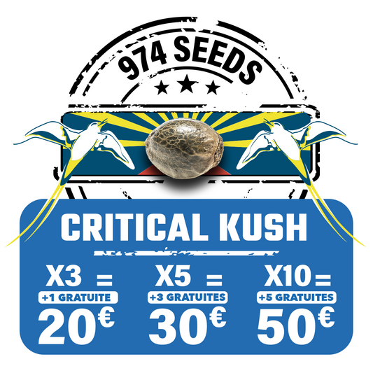 Critical Kush (fem)