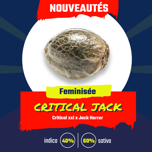 Critical Jack (fem)