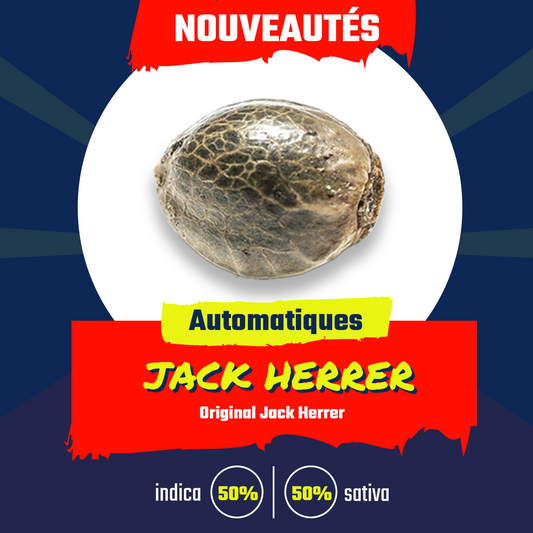 Jack Herrer (auto)
