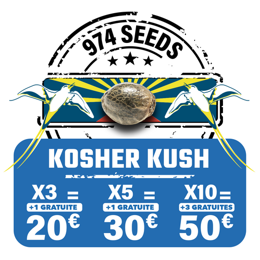 Kosher Kush (fem)