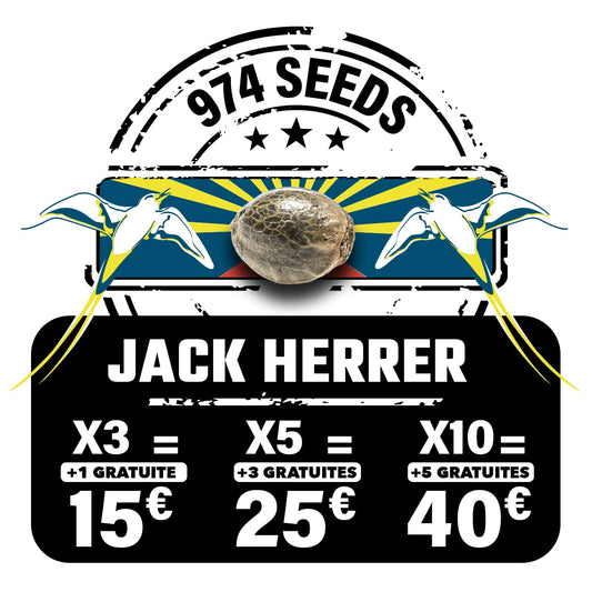 Jack Herrer (fem)