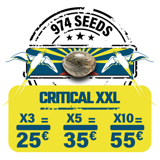 Critical XXL (fem)