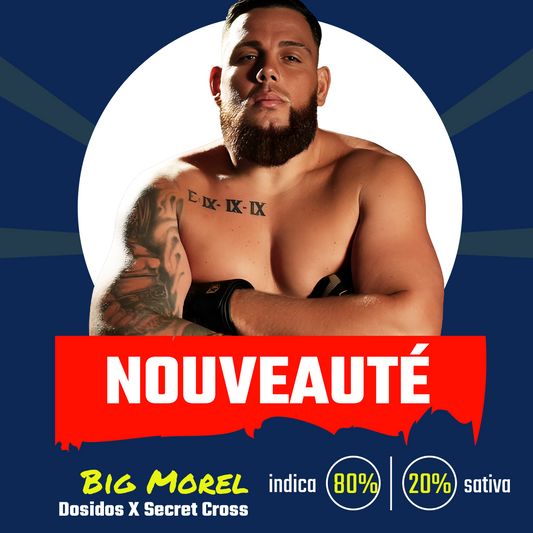 Big Morel (fem)