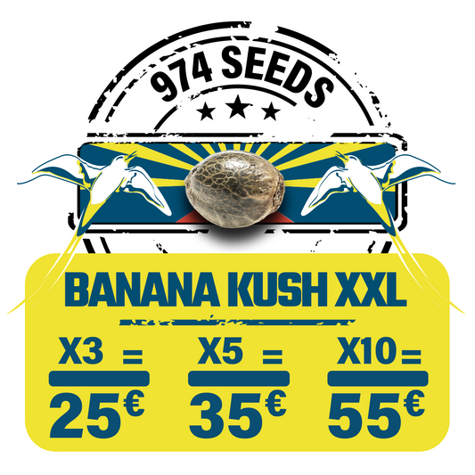 Banana Kush XXL (fem)