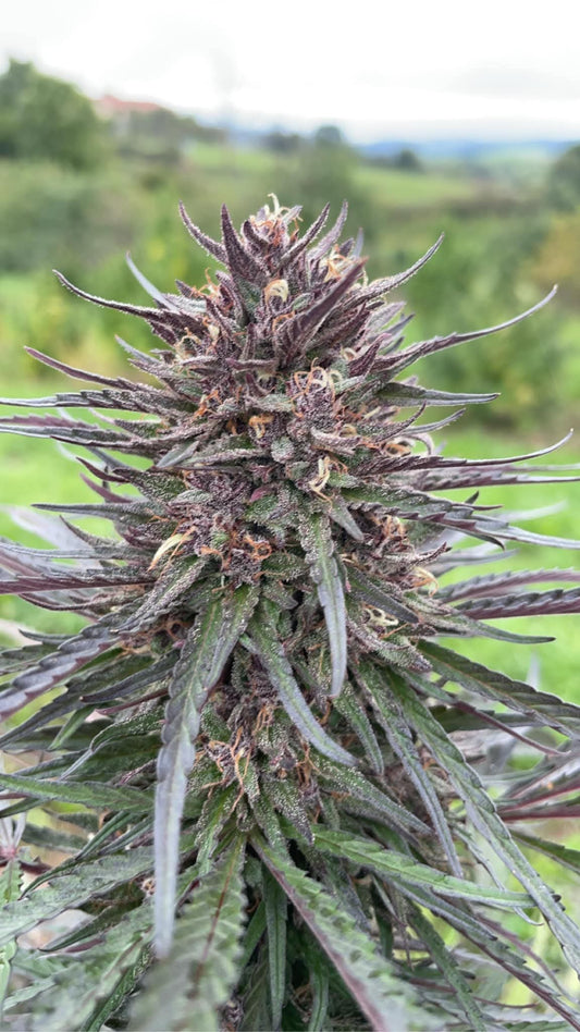 Fleur CBD BIO Rocanna - élu meilleur cbd de la Réunion